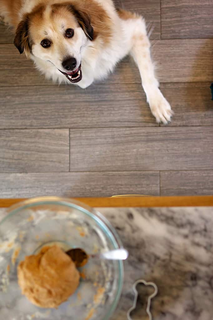 Healthy-Pumpkin-Dog-Treats-14
