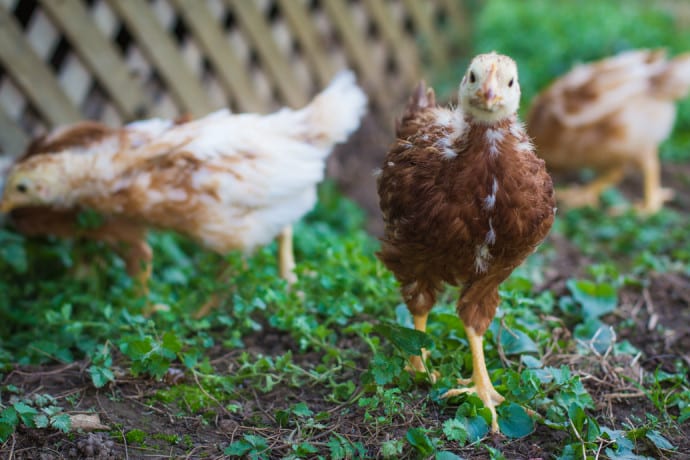 Nashville Baby chicks-5