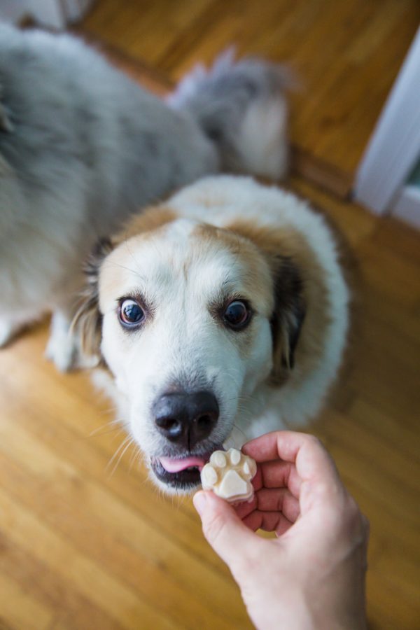 can dogs eat ice cream uk