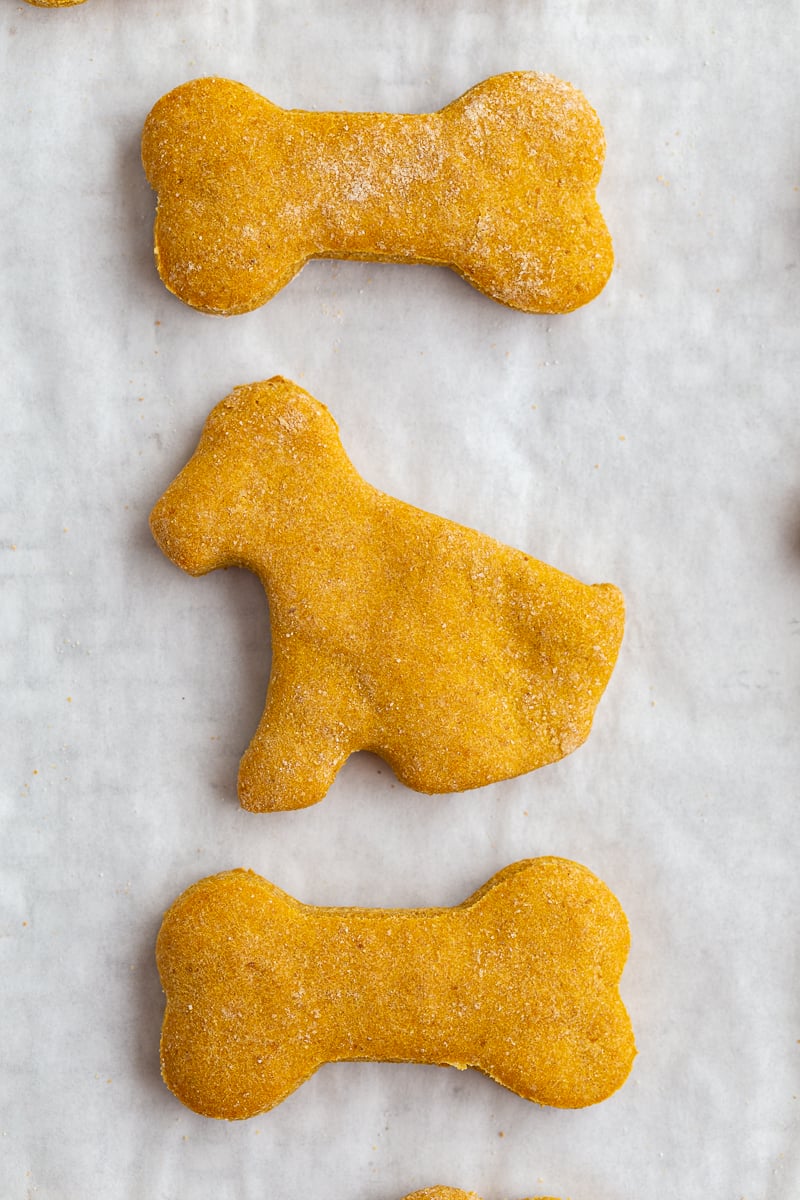 Pumpkin dog biscuits shaped like dog bones and a dog