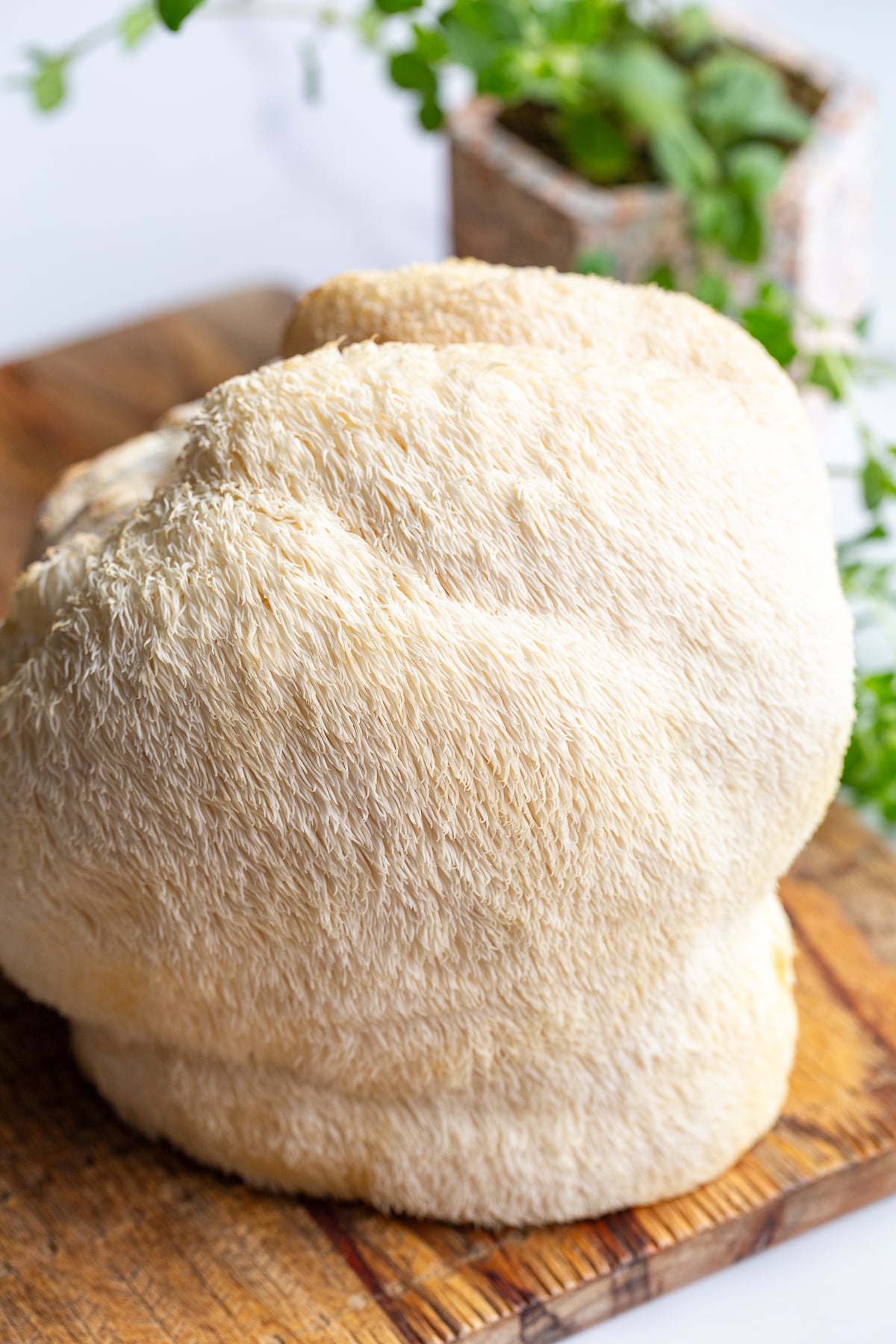Close overhead shot of a whole raw lion's mane mushroom showing its dense, shaggy texture